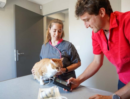 L’hypertension artérielle chez le chat